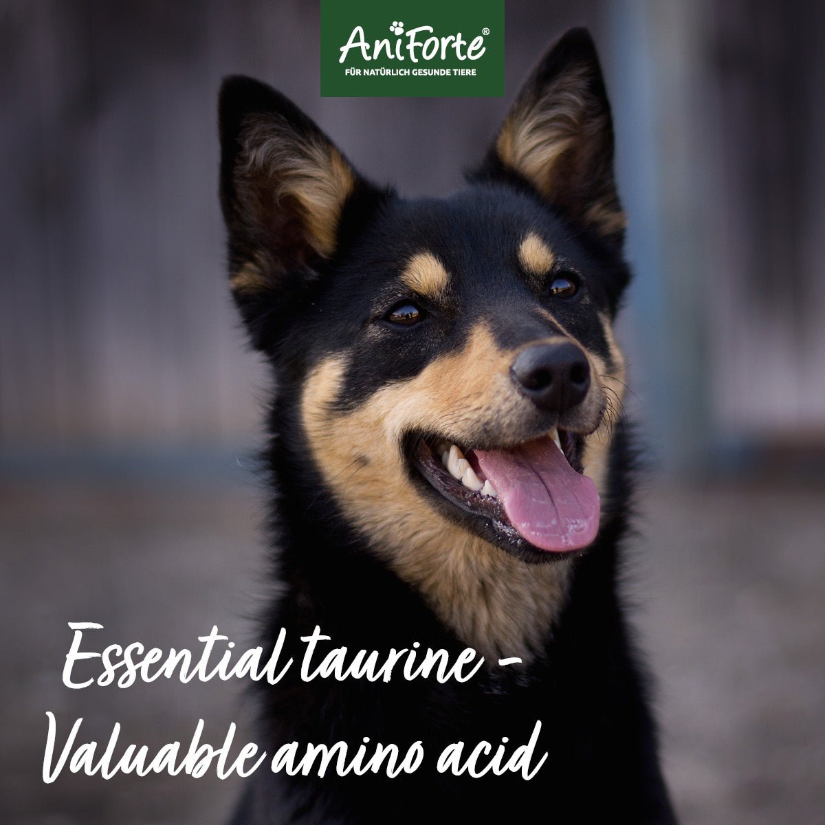 Taurine Powder for Dogs - 100g - Amino Acid Supplement - AniForte UK